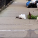 Illustration for article titled Pizza Rat has turned into Trash Bag Rat, echoing the dimming of the American dream